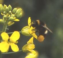 Bumble bee oil seed rape